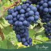 Vitis vinifera 'Boskoop Glory' - Csemegeszőlő 45 - 50 cm, 2 literes cserépben