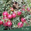 Vaccinium macrocarpon 'Stevens' - Tőzegáfonya 25-30 cm, 2,4 literes cserépben