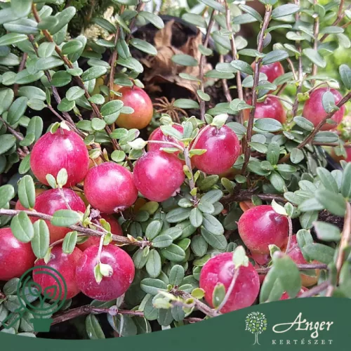 Vaccinium macrocarpon 'Stevens' - Tőzegáfonya 25-30 cm, 2,4 literes cserépben