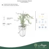 Vaccinium macrocarpon 'Stevens' - Tőzegáfonya 25-30 cm, 2,4 literes cserépben