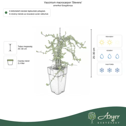 Vaccinium macrocarpon 'Stevens' - Tőzegáfonya 25-30 cm, 2,4 literes cserépben