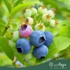 Vaccinium corymbosum 'Bingo Blue' - Áfonya 15 - 25 cm, 1,3 literes cserépben