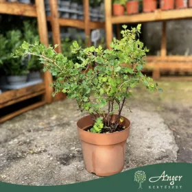 Ribes uva-crispa - Egres 30-40 cm 3 literes cserépben