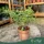 Ribes uva-crispa - Egres 30-40 cm 3 literes cserépben