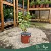 Ribes uva-crispa - Egres 20-30 cm, 2,4 literes cserépben