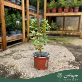 Ribes uva-crispa - Egres 20-30 cm, 2,4 literes cserépben