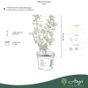 Ribes uva-crispa - Egres 20-30 cm, 2,4 literes cserépben