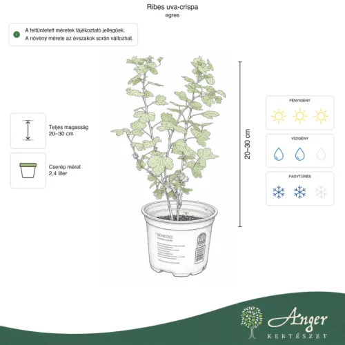 Ribes uva-crispa - Egres 20-30 cm, 2,4 literes cserépben