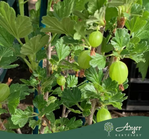 Ribes uva-crispa - Egres 20-30 cm, 2,4 literes cserépben