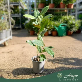   Magnolia grandiflora 'Little Gem' - Örökzöld liliomfa 30 - 80 cm, 13 cm -es cserépben