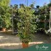 Bougainvillea - Murvafürt, 100 - 110 cm, 8,6 literes cserépben