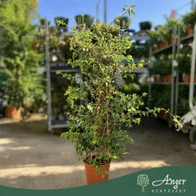   Bougainvillea - Murvafürt, 100 - 110 cm, 8,6 literes cserépben
