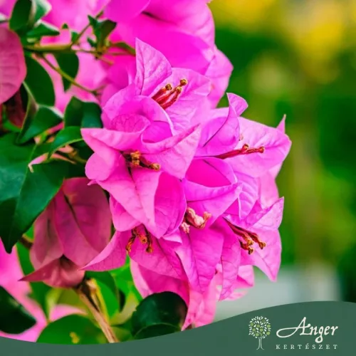 Bougainvillea - Murvafürt, 100 - 110 cm, 8,6 literes cserépben