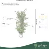 Bougainvillea - Murvafürt, 100 - 110 cm, 8,6 literes cserépben