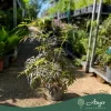 Sambucus nigra 'Eva Black Lace' - Fekete bodza 50-60 cm, 4,7 literes cserépben
