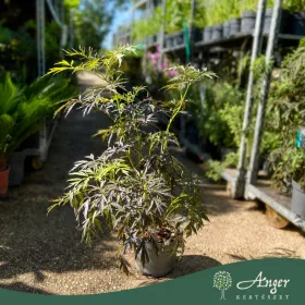   Sambucus nigra 'Eva Black Lace' - Fekete bodza 50-60 cm, 4,7 literes cserépben