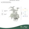 Sambucus nigra 'Eva Black Lace' - Fekete bodza 50-60 cm, 4,7 literes cserépben