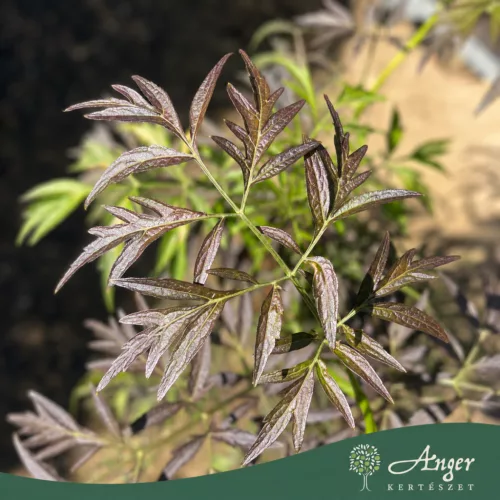 Sambucus nigra 'Eva Black Lace' - Fekete bodza 50-60 cm, 4,7 literes cserépben