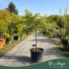 Acer palmatum 'Dissectum Viridis' - Zöld levelű japán juhar, 130-140 cm,  40 literes cserépben