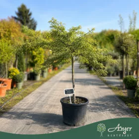   Acer palmatum 'Dissectum Viridis' - Zöld levelű japán juhar, 130-140 cm,  40 literes cserépben