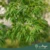 Acer palmatum 'Dissectum Viridis' - Zöld levelű japán juhar, 130-140 cm,  40 literes cserépben