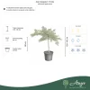 Acer palmatum 'Dissectum Viridis' - Zöld levelű japán juhar, 130-140 cm,  40 literes cserépben