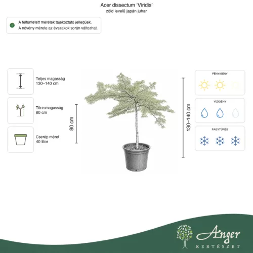 Acer palmatum 'Dissectum Viridis' - Zöld levelű japán juhar, 130-140 cm,  40 literes cserépben