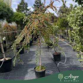   Cotoneaster apiculatus 'Blackburn' - Madárbirs 130-140 cm, 10 literes cserépben