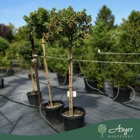   Ilex × 'Nellie R. Stevens' - Magyal 160 - 180 cm, 30 literes cserépben