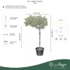 Ilex × 'Nellie R. Stevens' - Magyal 160 - 180 cm, 30 literes cserépben
