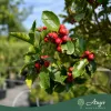Ilex × 'Nellie R. Stevens' - Magyal 160 - 180 cm, 30 literes cserépben