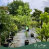 Ziziphus jujuba - Kínai datolya 180 - 200 cm, 8 literes cserépben