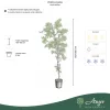 Ziziphus jujuba - Kínai datolya 180 - 200 cm, 8 literes cserépben