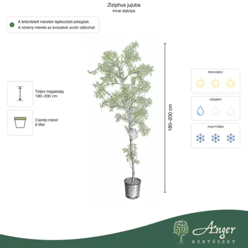 Ziziphus jujuba - Kínai datolya 180 - 200 cm, 8 literes cserépben