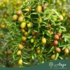 Ziziphus jujuba - Kínai datolya 180 - 200 cm, 8 literes cserépben