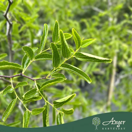 Ziziphus jujuba - Kínai datolya 180 - 200 cm, 8 literes cserépben
