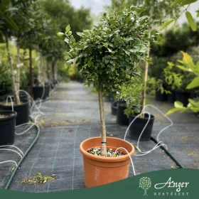   Euonymus alatus - Szárnyas kecskerágó, 90-110 cm, 10 literes cserépben