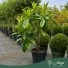 Eriobotrya japonica - Japán naspolya 70 - 120 cm, 18 literes cserépben