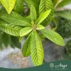 Eriobotrya japonica - Japán naspolya 70 - 120 cm, 18 literes cserépben