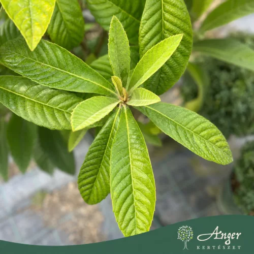 Eriobotrya japonica - Japán naspolya 70 - 120 cm, 18 literes cserépben