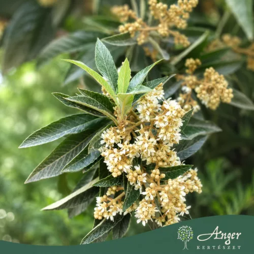 Eriobotrya japonica - Japán naspolya 70 - 120 cm, 18 literes cserépben