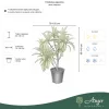 Eriobotrya japonica - Japán naspolya 70 - 120 cm, 18 literes cserépben