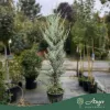 Cupressus arizonica - Arizonai ciprus, 150-170 cm magas, 18 literes cserépben
