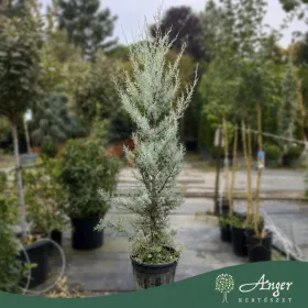   Cupressus arizonica - Arizonai ciprus, 150-170 cm magas, 18 literes cserépben