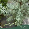 Cupressus arizonica - Arizonai ciprus, 150-170 cm magas, 18 literes cserépben