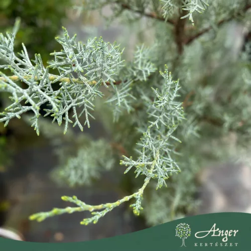 Cupressus arizonica - Arizonai ciprus, 150-170 cm magas, 18 literes cserépben