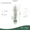 Cupressus arizonica - Arizonai ciprus, 150-170 cm magas, 18 literes cserépben