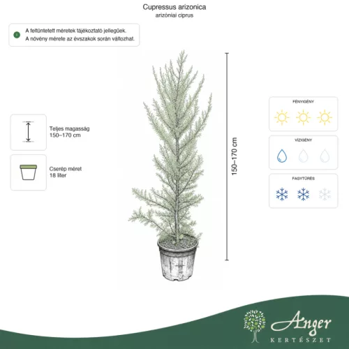 Cupressus arizonica - Arizonai ciprus, 150-170 cm magas, 18 literes cserépben