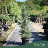 Cedrus deodara 'Electric Blue' - Himalájai cédrus 170 cm, 30 literes cserépben