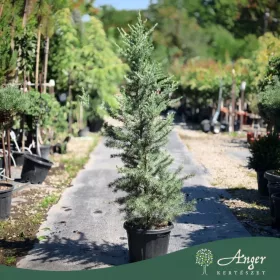   Cedrus deodara 'Electric Blue' - Himalájai cédrus 170 cm, 30 literes cserépben